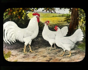 Pullet, White Leghorn, Late May- Mid July