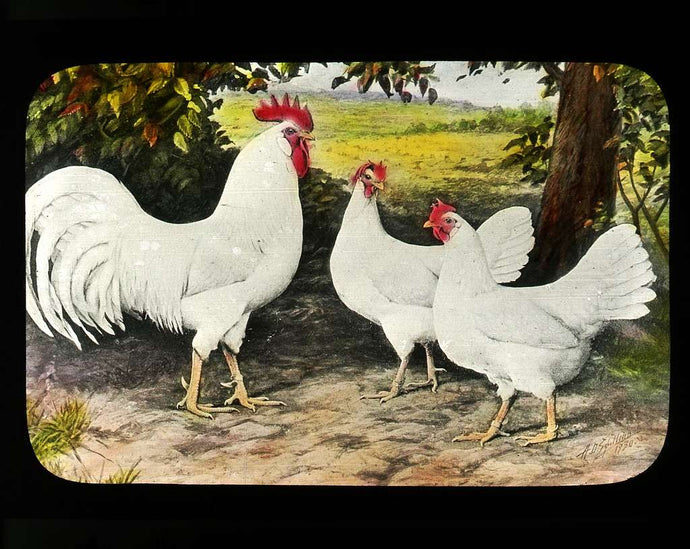 Rooster Adult Leghorn
